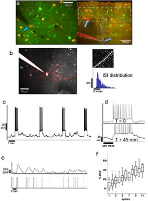 The Effect of Single Pyramidal Neuron Firing Within Layer 2/3 and Layer 4 in Mouse V1